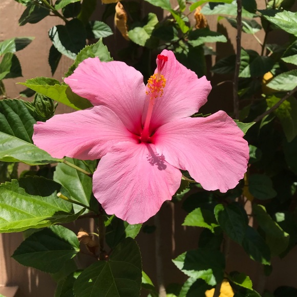 Meet your Posher, Kellie - Picture 1 of 1